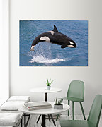 Obraz Kosatka dravá 1697